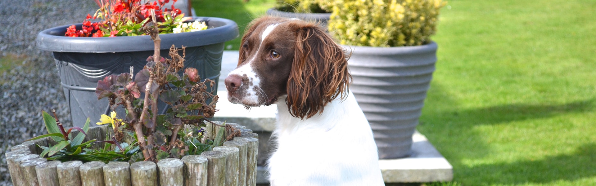 Pebbles(Field Spaniel) by a flower crate.